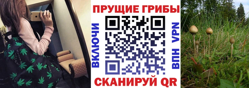 где можно купить наркотик  Галич  Галлюциногенные грибы Psilocybine cubensis 
